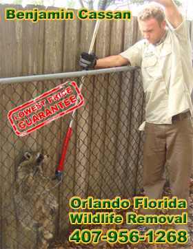 Maitland Wildlife Trapper - Animal Removal - Raccoon, Rat, Bat, Squirrel,  Mouse, Snake Control