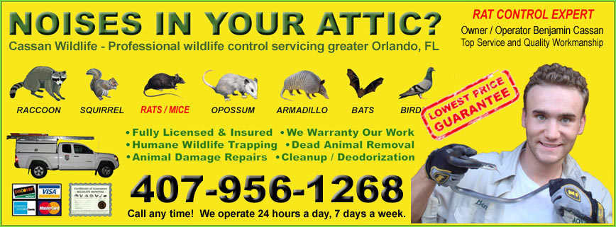 Orlando Dead Animal Removal - Odor Control and Removal of Dead Animals